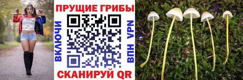 цена наркотик  Грязовец  Галлюциногенные грибы Psilocybe 
